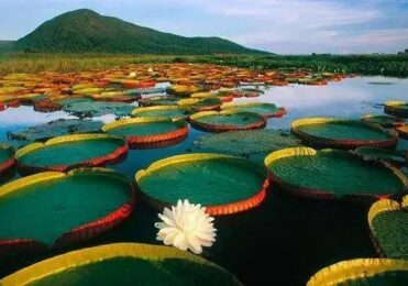 Pantanal