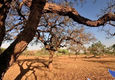 Cerrado